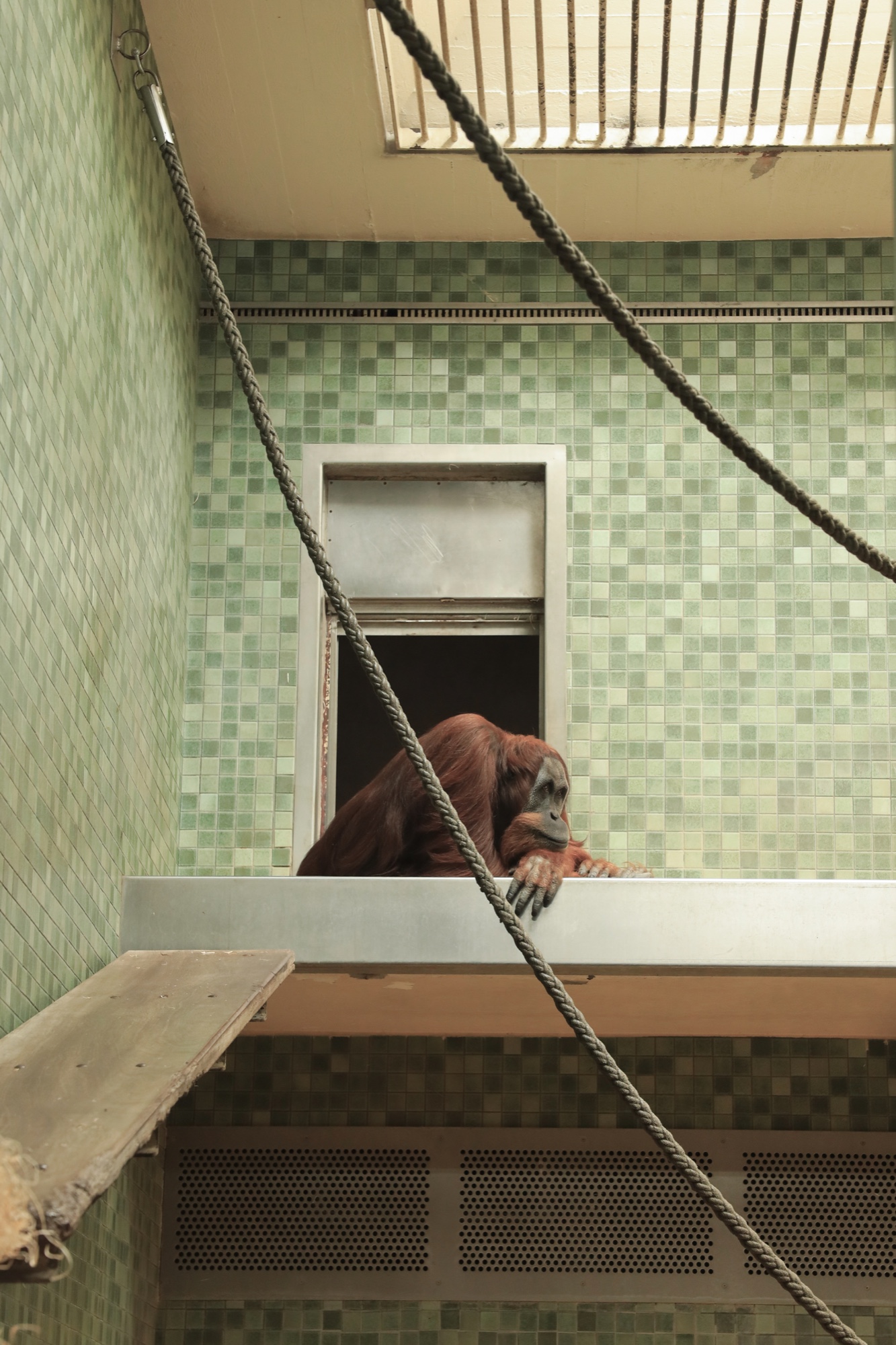 Orang-Utan im Gehege, Zoo Berlin