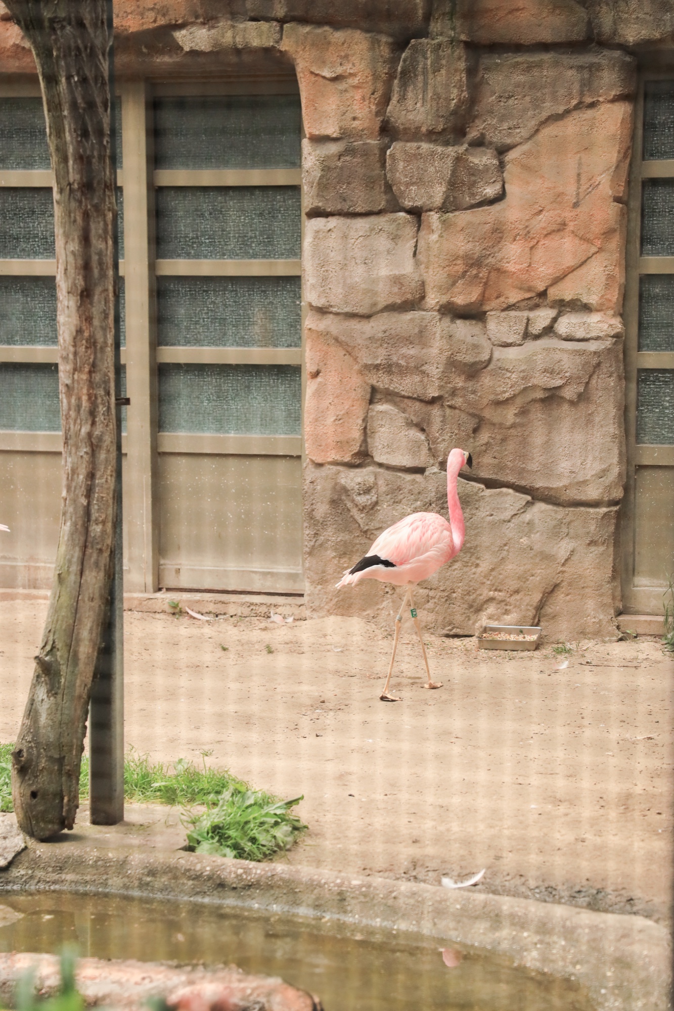 Flamingo im Gehege, Zoo Berlin