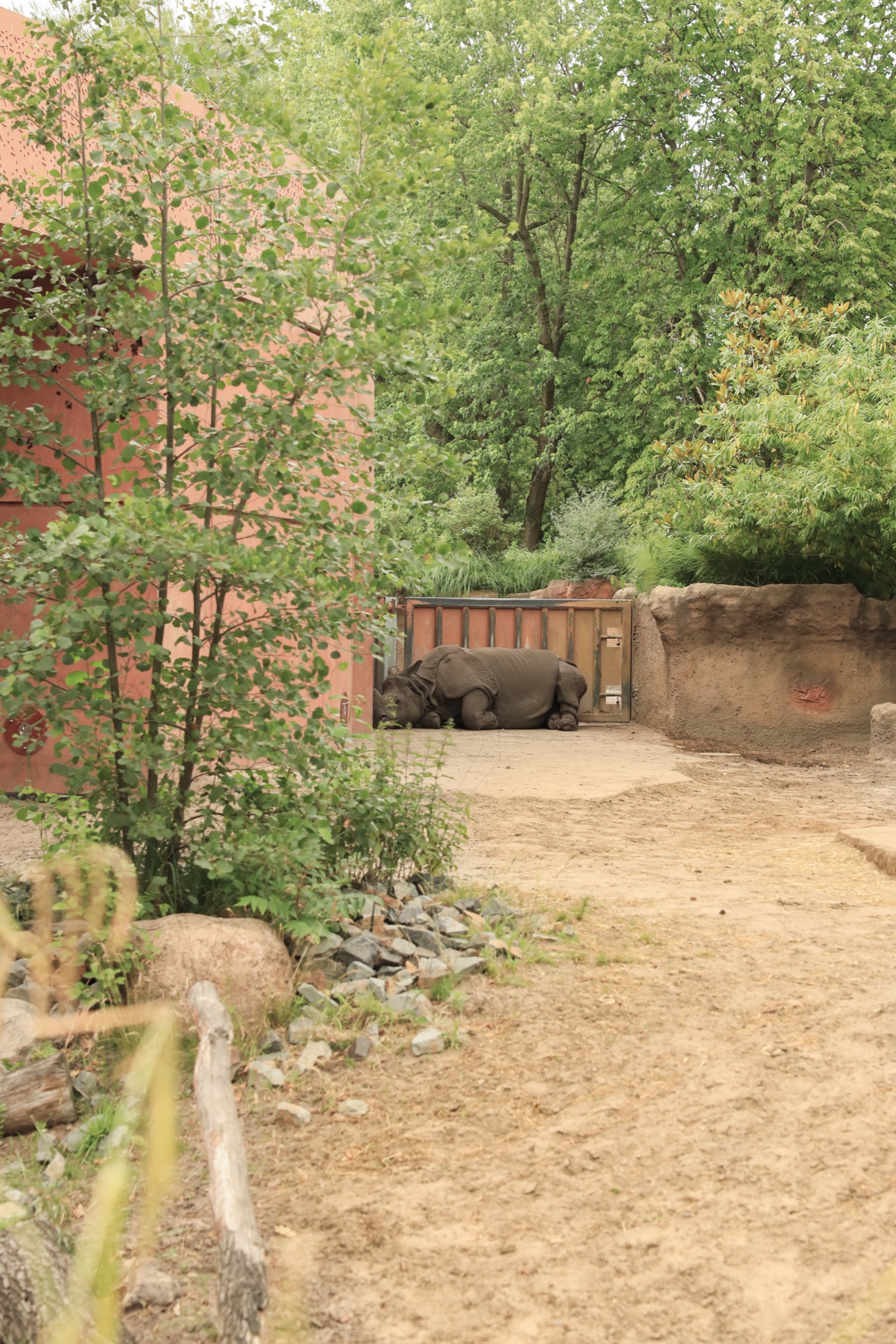 Nashorn im Gehege, Zoo Berlin