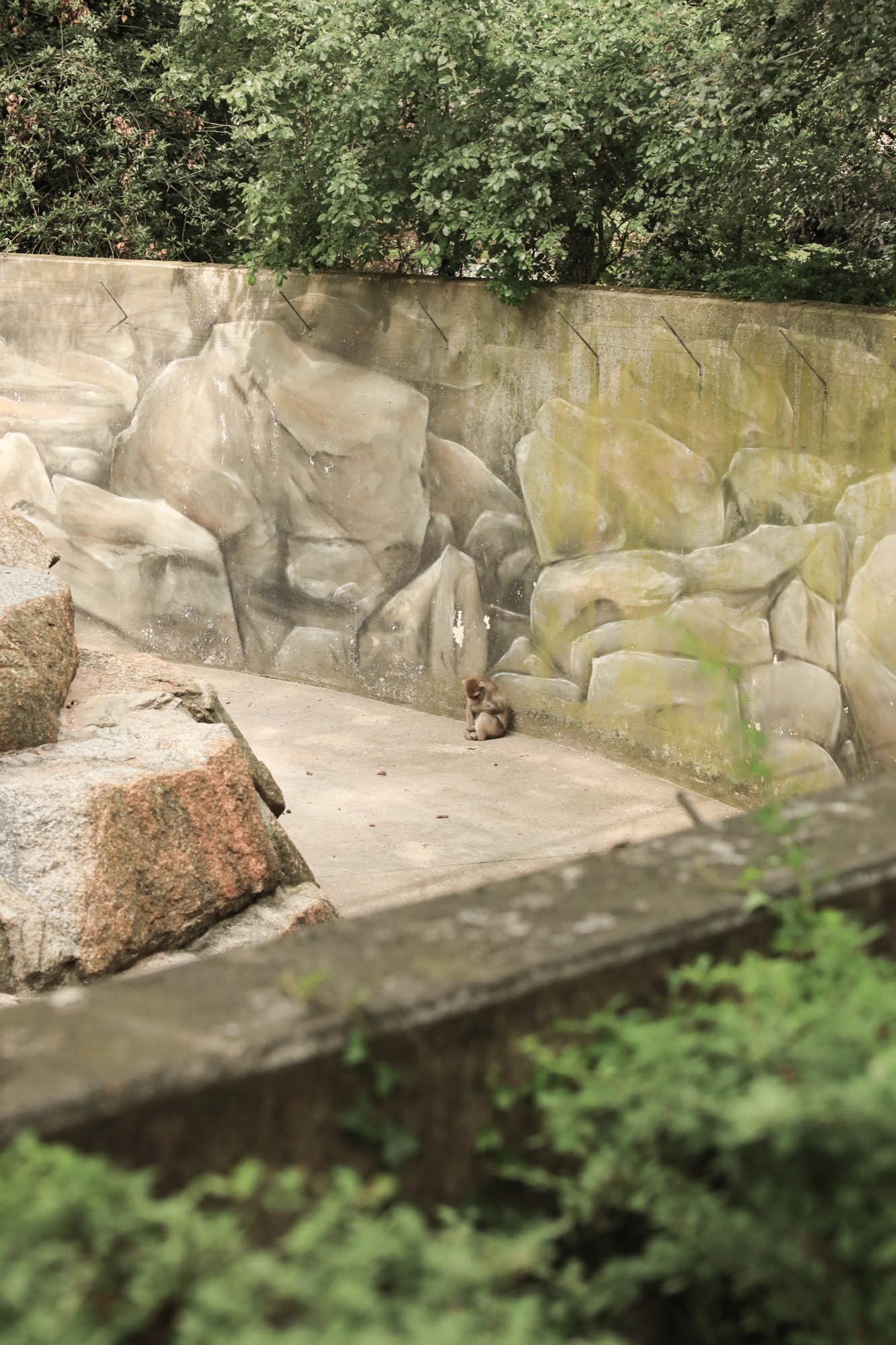 Affe im Gehege, Zoo Berlin