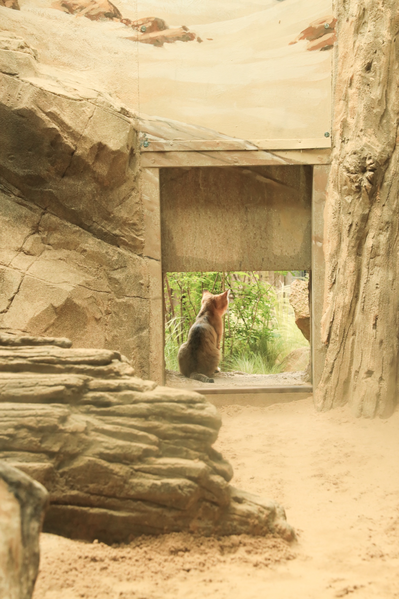 Katze im Gehege, Zoo Berlin