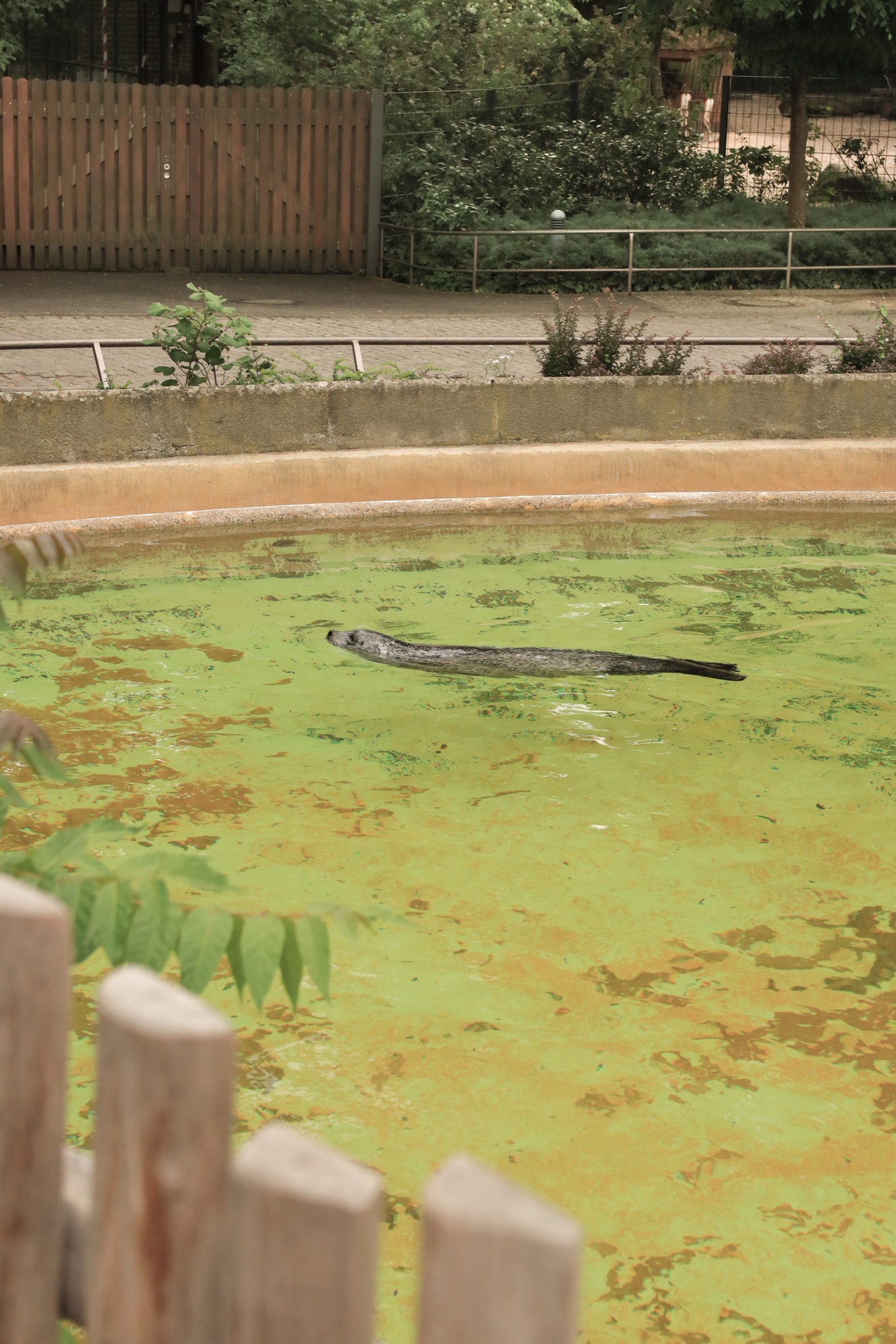 Robbe im Gehege, Zoo Berlin