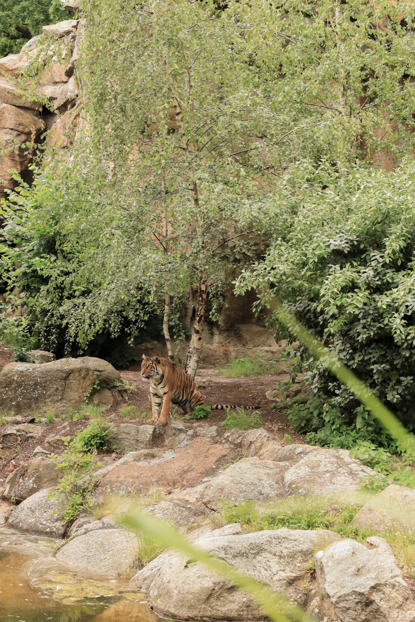 Tiger im Gehege, Zoo Berlin